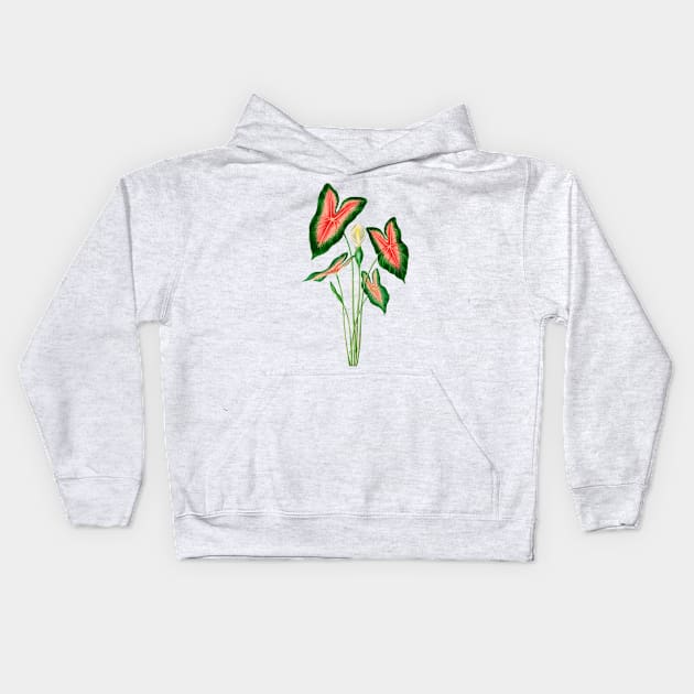 Elephant ear (Caladium bicolor)- Botanical Illustration Kids Hoodie by opptop